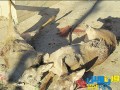 کشتار دو گوزن کمیاب و آبستن در مازندران + تصاویر