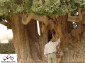 مسن ترین موجود زنده جهان در ایران