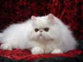 عکس گربه های ایرانی ( پرشین کت)