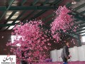 مراسم گلاب گیری در کاشان - ایرانستان