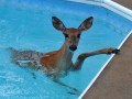 حیوانات در حال شنا کردن | مولتی باکس