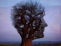 جالب ترین درختان دنیا | مولتی باکس
