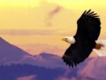 کوتاه و آموزنده: عقاب و گردباد
