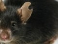 شبیه سازی یک موش با استفاده از یک قطره خون