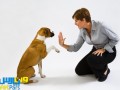 وت پارس :: اصول تربیت سگ (قسمت اول)