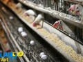 وت پارس :: قیمت مرغ باز هم گران شد / یک خبر تکراری