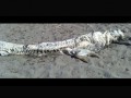 وت پارس :: مشاهده یک موجود اسرارآمیز شبیه اژدها در سواحل اسپانیا