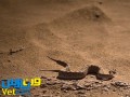 ویدیو وت پارس : روش شگفت انگیز شکار کردن مار در صحرا