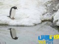 وت پارس :: تصاویری از یک پنگوئن جالب