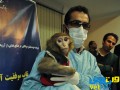 وت پارس :: زمان اعزام دومین میمون فضانورد ایرانی