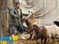 وت پارس :: خرید گوسفند قربانی با کارت اعتباری
