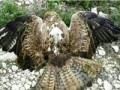 - به تالک - شکار عقاب جاسوس اسرائیلی در لبنان