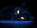 راسته گربه های سیاه جن اند؟ | سایت شخصی سارا شرافتی