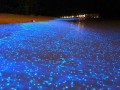 سواحل مالدیو و ستاره های آبی در آب +تصاویر