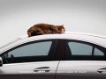 تیزر تبلیغاتی مرسدس بنز: گربه و آیرودینامیک ترین خودروی تولید شدۀ دنیا