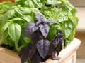 چگونه در خانه چند نوع سبزیجات پرورش دهیم |  داغ ترین ها