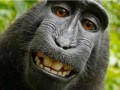 عکس یک میمون از خودش اینترنت را به هم ریخت(+عکس) - رهاتر | رهاتر