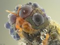 عکس های حیرت انگیز ماکرو از چشم حشرات