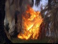 تصاویر آتش سوزی در نخلستان خور - سفیر خور