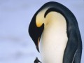 پنگوئن امپراتور،بزرگترین گونه پنگوئن! | پژوهشکده