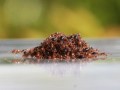 مورچه،حشره ای اجتماعی! | پژوهشکده