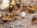 مورچه عسل | هایپر نیوز
