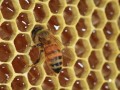 چرا زنبور عسل، خانه اش را بصورت شش ضلعی منتظم می سازد؟