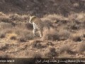 از یک پلنگ ایرانی در پارک ملی ساریگل تصویربرداری شد ( تصاویر)