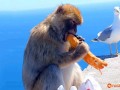تلاش یک میمون برای دزدیدن ساندویچ - نوچه