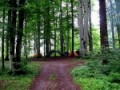معرفی پارک جنگلی کشپل برای عاشقان جنگل نوردی