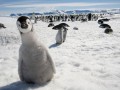 زندگی جذاب پنگوئن ها / تصاویر - صاحب نیوز
