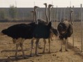 پروژه تحقیق و بررسی تغذیه شتر مرغ و آموزش پرورش شترمرغ