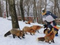 دهکده روباه در ژاپن :: تی پی بین بلاگ