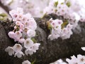 جشن شکوفه های گیلاس در ژاپن - مجله اينترنتي وبگفتار