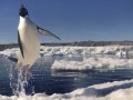 تصاویر زیبایی از پرواز پنگوئن ها
