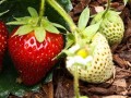 چگونه در باغچه خودمان توت فرنگی پرورش دهیم | نیکو