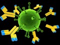 کشف یک آنتی بادی برای درمان ایدز
