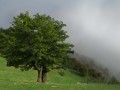 تصاویر زیبای جنگل ابر - مجله اينترنتي وبگفتار