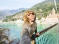 سلفی میمون در هند عکس