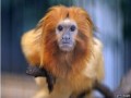 سرقت میمون های نادر شیر طلایی از باغ وحش فرانسه - اصفهان امروز