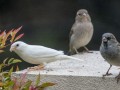 گنجشک های سفید تنهاترین پرنده دنیا(تصاویر)