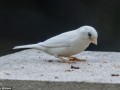 گنجشک سفید تنهاترین پرنده دنیا(تصاویر)