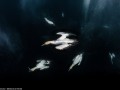 تصاویر زیبایی از شکار ماهی های ساردین