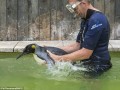 آموزش شنا به پنگوئن ترسو (تصاویر)