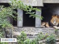 باغ وحش دبی   عکس و اطلاعات کامل باغ وحش دبی