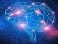 موفقیت دانشمندان در اتصال چند مغز به یکدیگر و ساخت یک ابر مغز طبیعی !