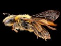 زمین برای حیات به زنبور عسل نیازمند است - مینی فید