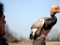 فصل آخر پرندگان مازندران نزدیک است - مینی فید