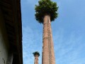 رشد درخت روی دودکش های کارخانه ای متروکه - اصفهان امروز