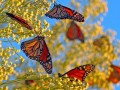 سالگرد کشف کوهستان پروانه پادشاه در مکزیک - چامگیر